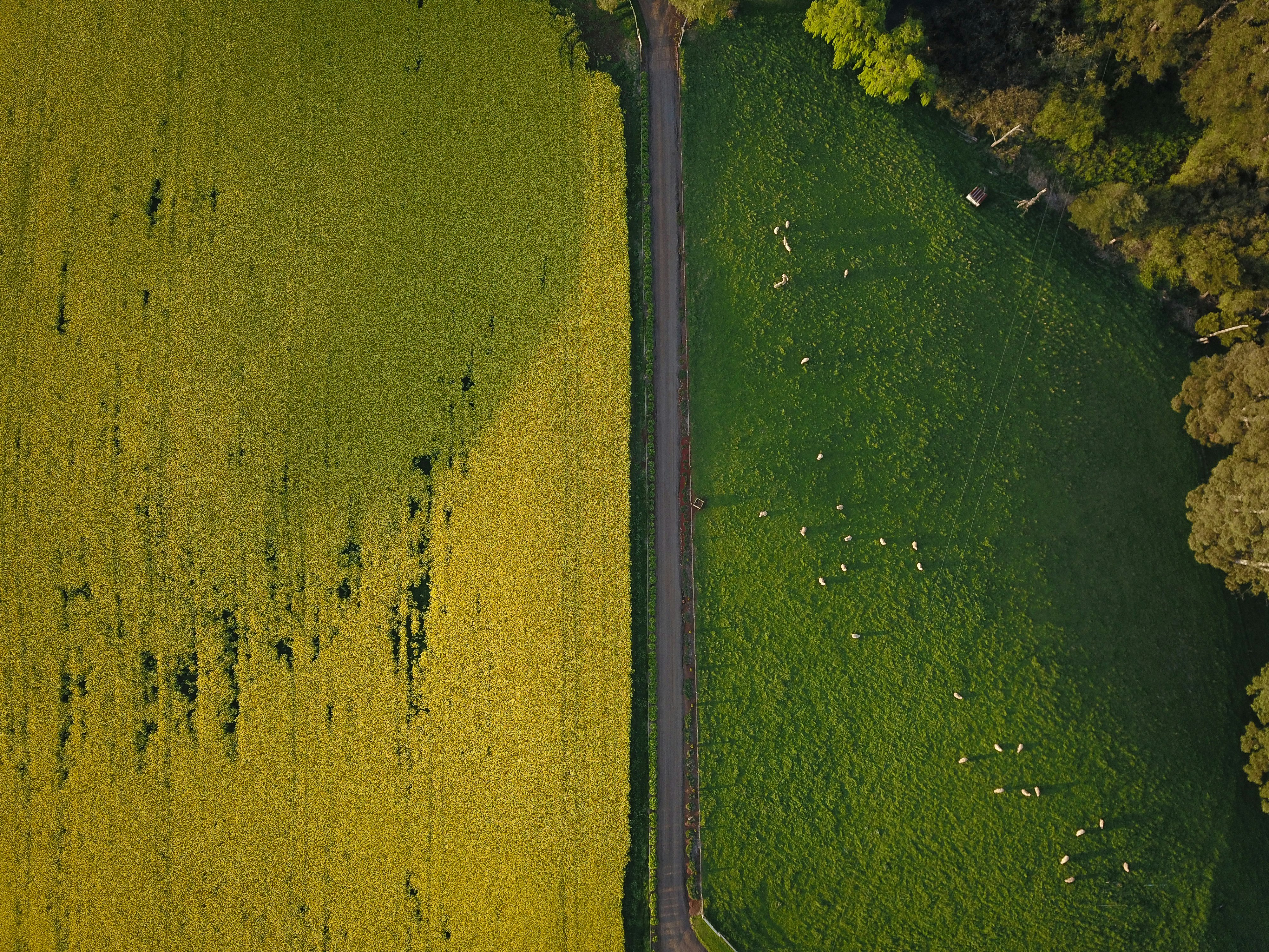 aerial view of green grass field